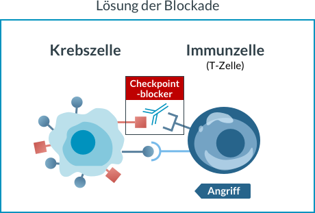 Immuntherapie mit Antikörpern: Lösung der Blockade