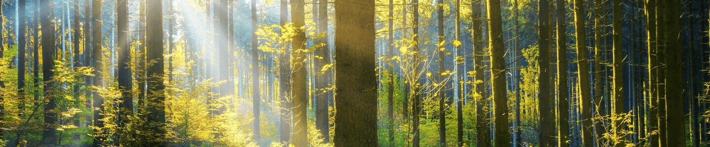 Ruhige Lichtung im Wald 